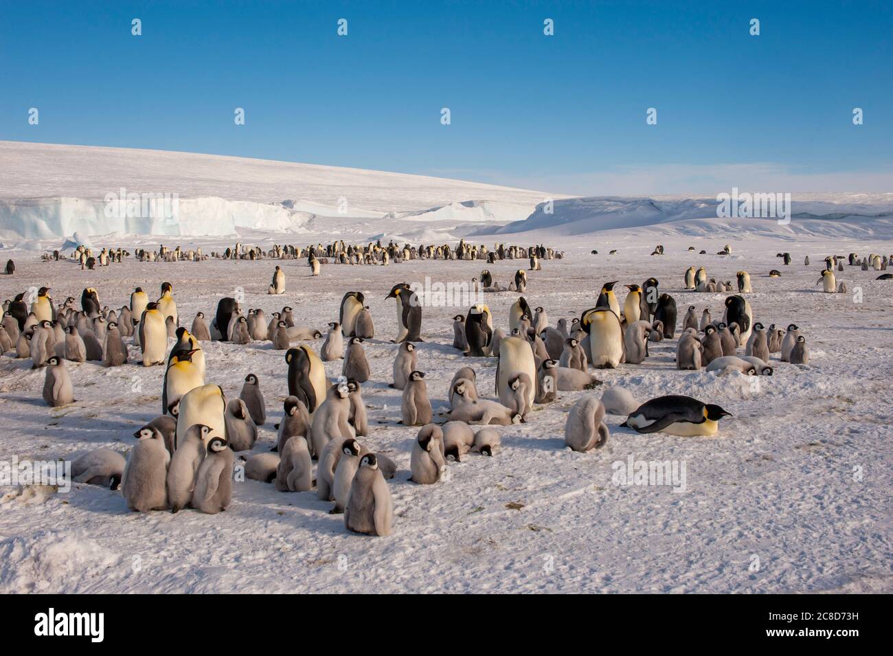 Vue d'une colonie de pingouins d'empereur (Aptenodytes forsteri) sur la glace de mer à l'île de Snow Hill dans la mer de Weddell en Antarctique. Banque D'Images