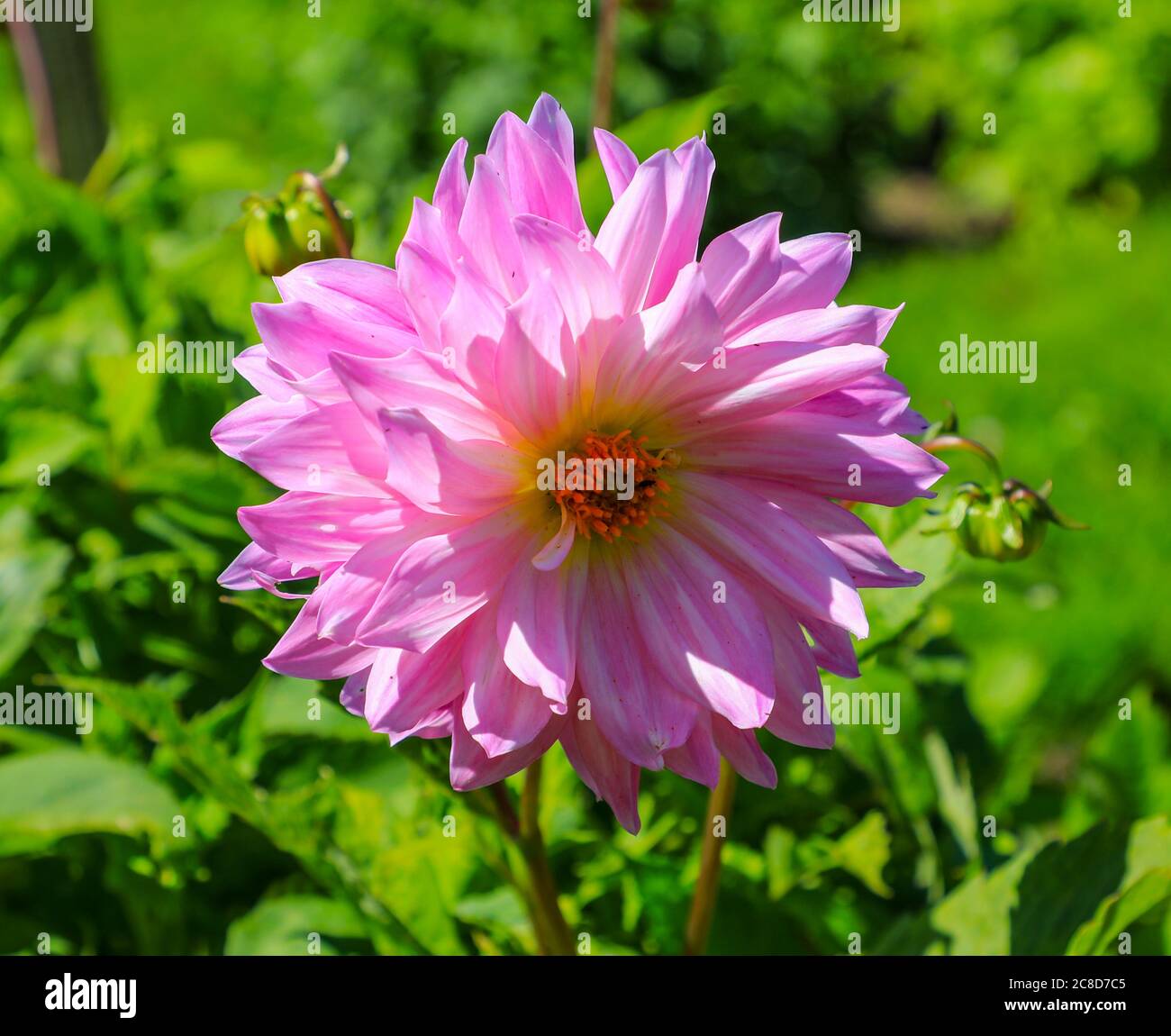 Gros plan sur une fleur rose pourpre d'un Dahlia nommé « Sweet Sixteen » à la National Dahlia Collection, Penzance, Cornouailles, Angleterre Banque D'Images