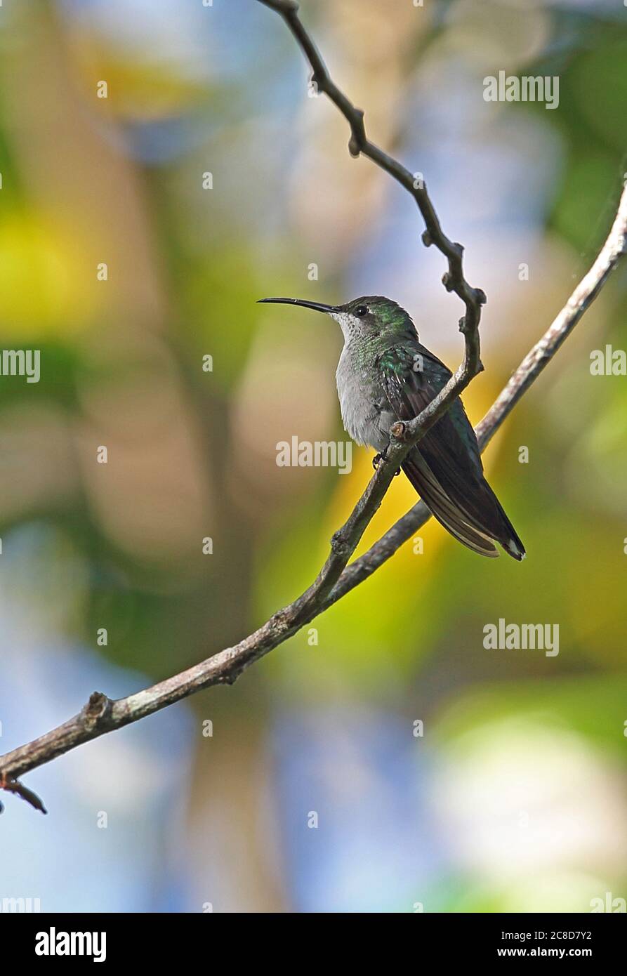 Antillean Mango (Anthracothorax dominicus dominicus) femelle adulte perchée sur la branche (sous-espèce endémique) Los Haitises NP, République dominicaine Banque D'Images