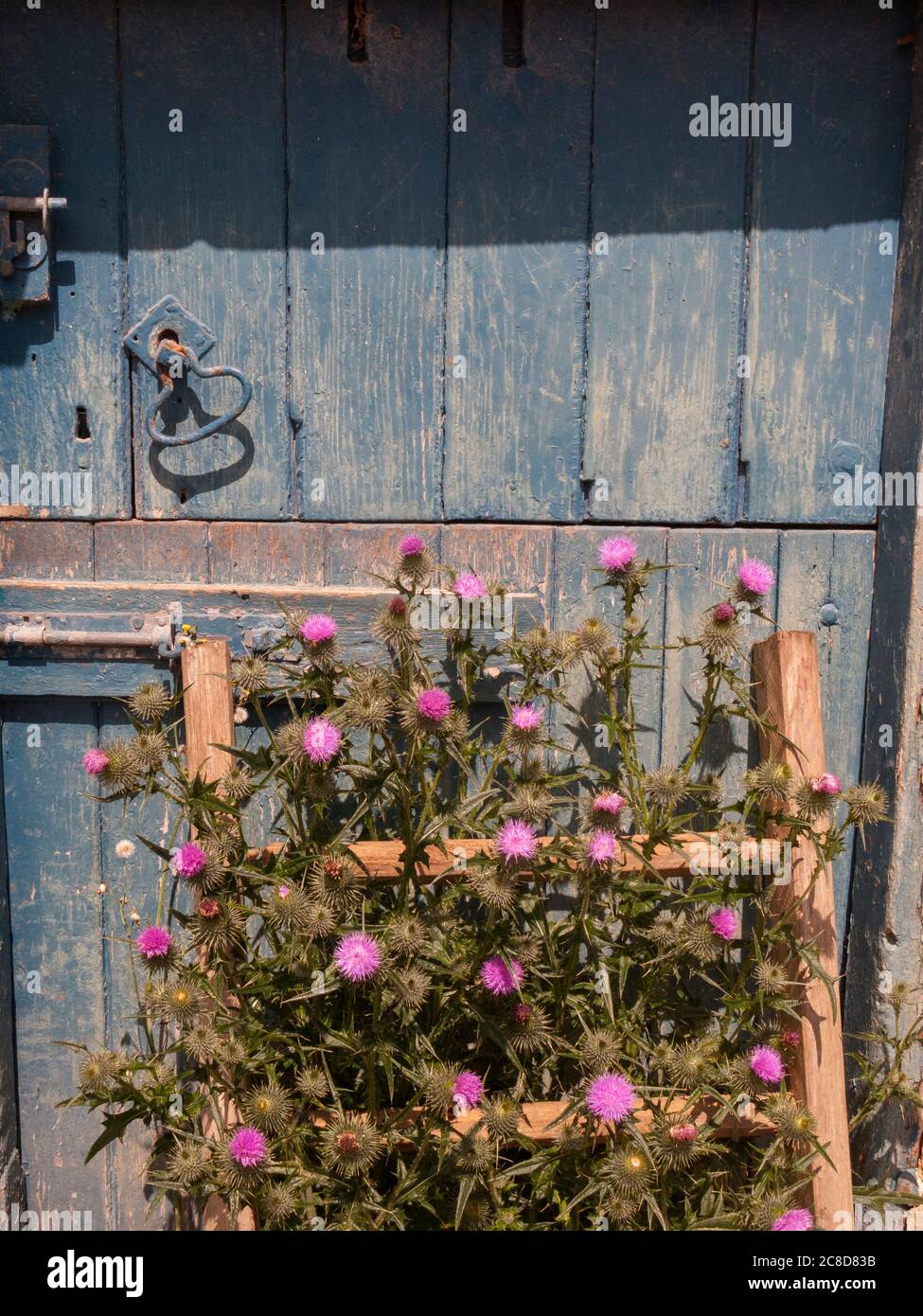 Chardons fleuris contre une ancienne porte stable Banque D'Images