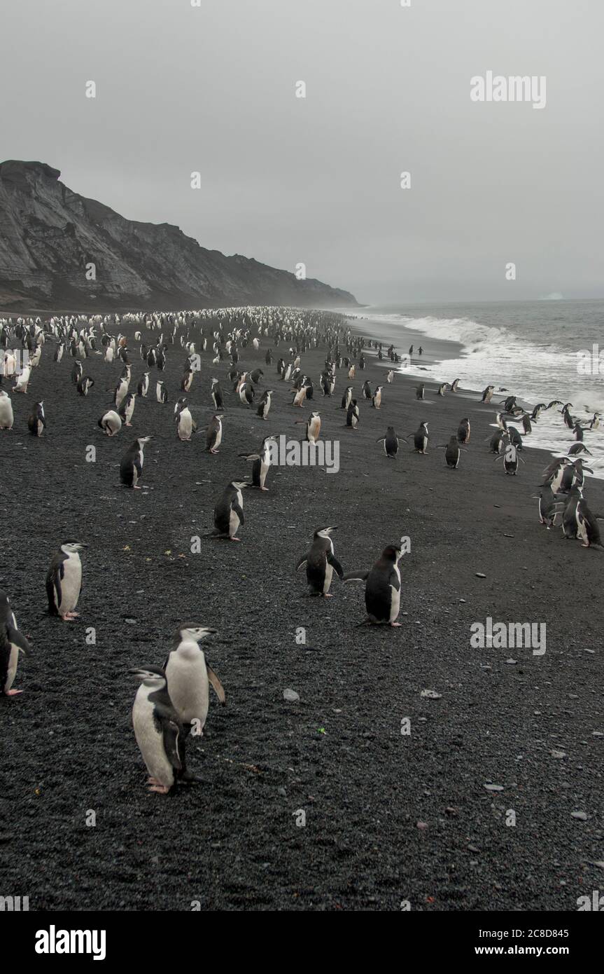 Pingouins de collier (Pygoscelis antarctique) sur la plage de lave noire à Bailey Head sur l'île Deception, une île dans l'archipel des îles Shetland du Sud Banque D'Images