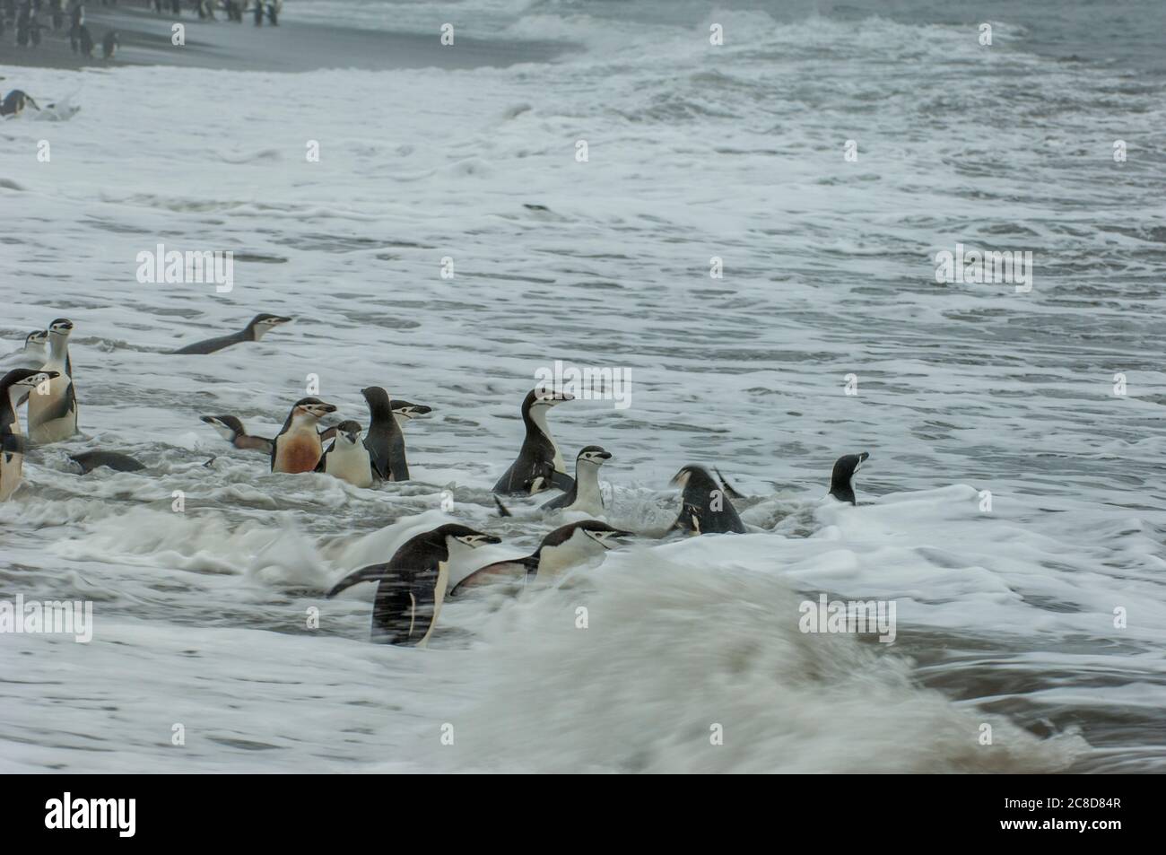 Pingouins de collier (Pygoscelis antarctique) sur la plage de lave noire allant dans l'océan à Bailey Head sur l'île de Deception, une île dans le sud elle Banque D'Images