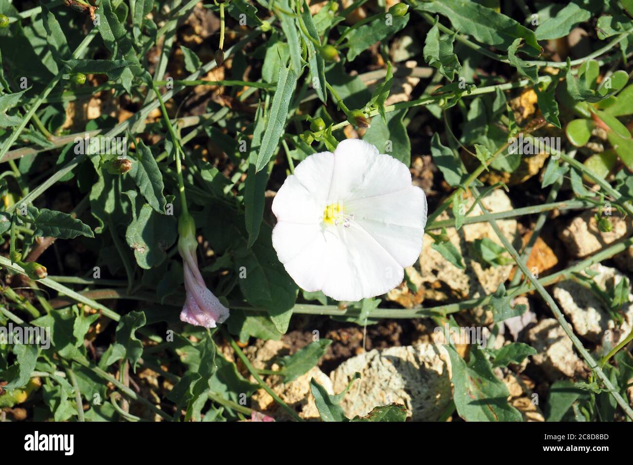 Bindweed, Acker-Winde, Liseron des champs, Convolvulus arvensis, apró szulák Banque D'Images