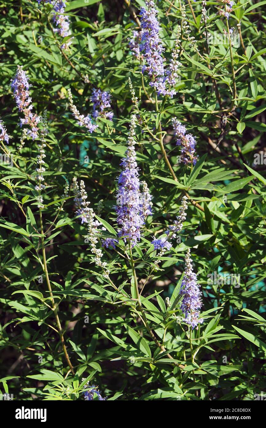 vitex, chastère, chastere, baume d'Abraham, chastétree lilas, poivre de moine, Mönchspfeffer, Keuschbaum, Vitex agnus-caste, barátcserje Banque D'Images