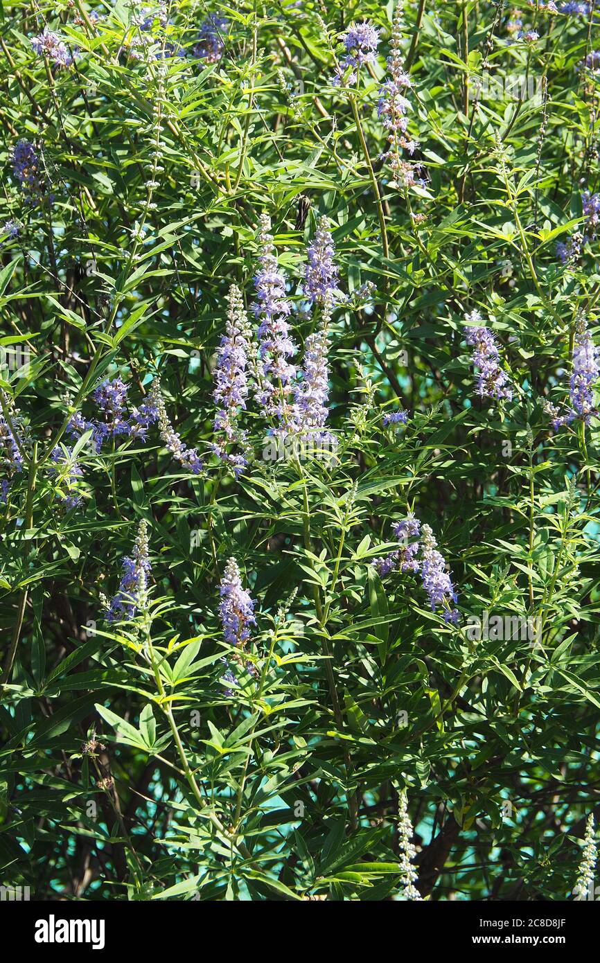 vitex, chastère, chastere, baume d'Abraham, chastétree lilas, poivre de moine, Mönchspfeffer, Keuschbaum, Vitex agnus-caste, barátcserje Banque D'Images
