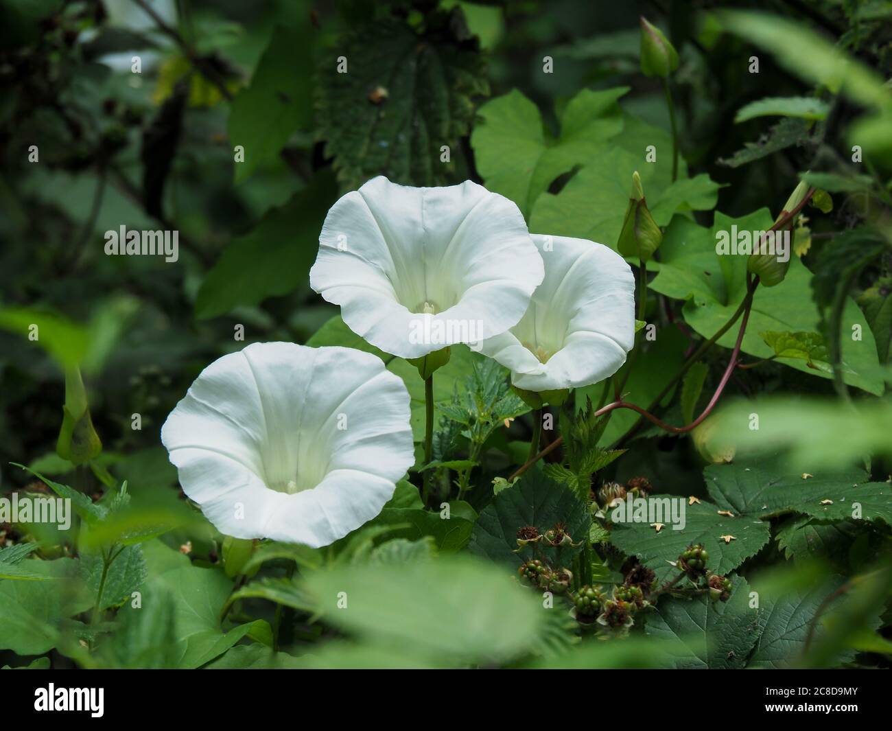 De grandes fleurs blanches de brindiged, Convolvulus arvensis, en été hedgerow Banque D'Images