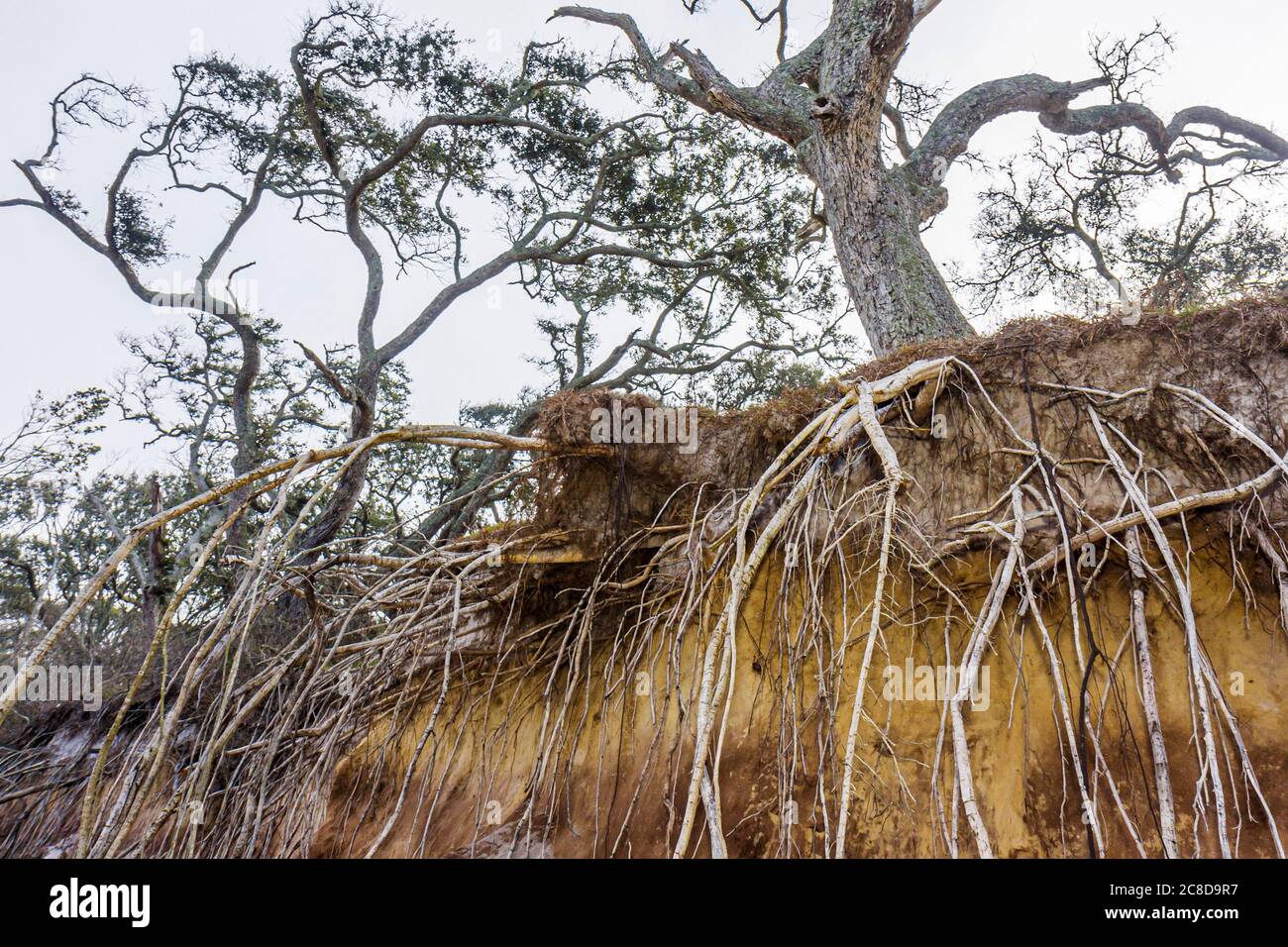 Jacksonville Florida,Big Talbot Island State Park,Atlantic Ocean Water Boneyard Beach,rivage,réserve naturelle,érosion,arbres,bluff,gris,nuageux,r Banque D'Images