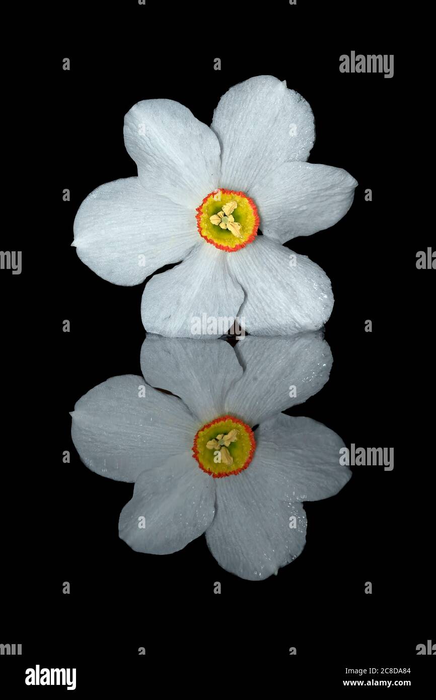 La fleur de jonquille se reflète dans la surface de l'eau la fleur de jonquille se reflète dans la surface de l'eau Banque D'Images