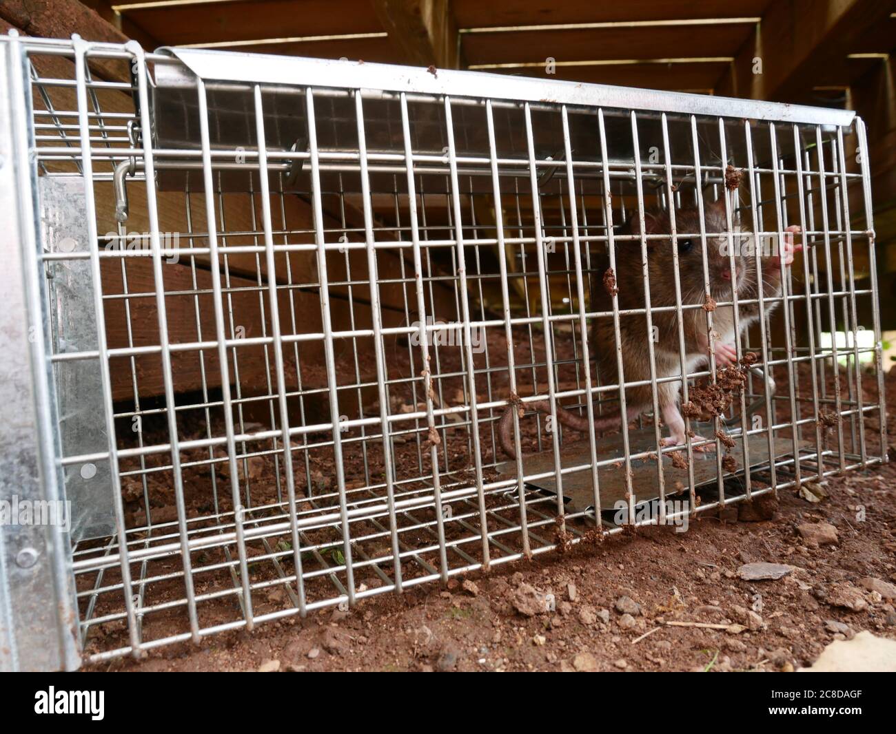 Rat emprisonné dans un piège humain de rat vivant Banque D'Images