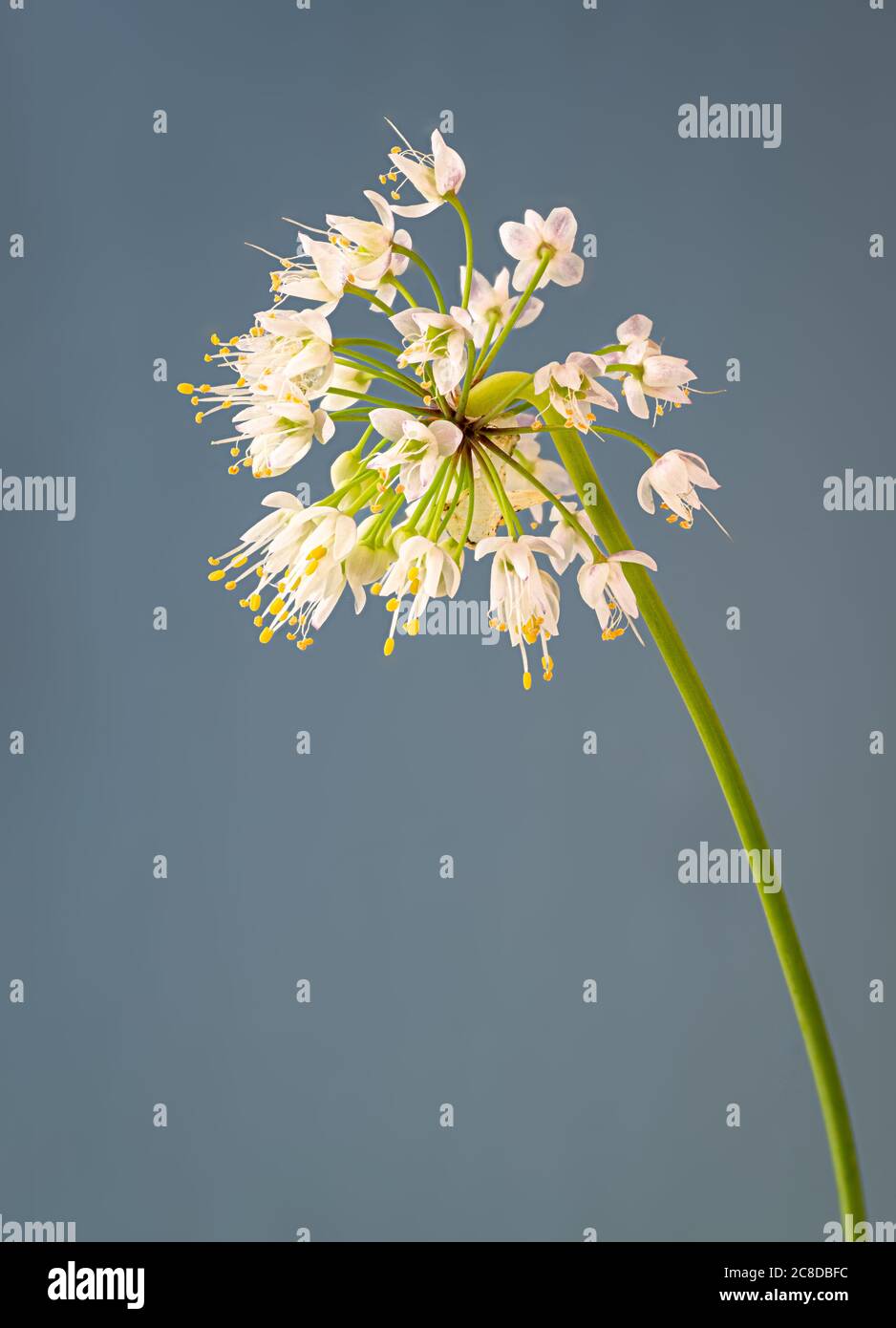 Tête de fleur d'oignon nouveau (Allium cernuum). Banque D'Images