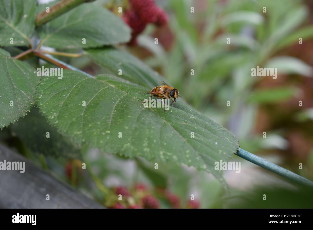 abeille sur la feuille de blackberry Banque D'Images