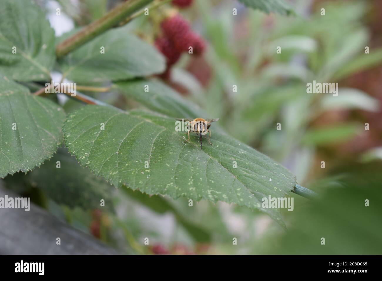 abeille sur la feuille de blackberry Banque D'Images