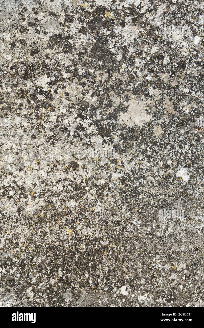 Motif et texture naturels formés avec du lichen sur une ancienne dalle de pierre. Texture d'arrière-plan. Vertical Banque D'Images