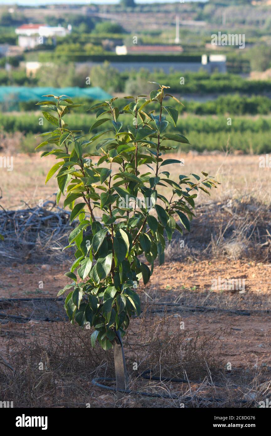 Gros plan d'un jeune arbre de persimmon planté dans un champ avec irrigation goutte à goutte Banque D'Images