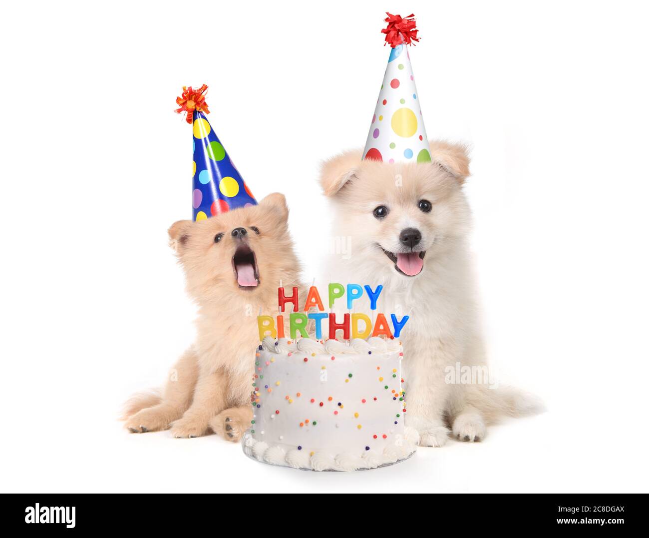 Chiots Avec Humour Le Chant Joyeux Anniversaire Chanson Portant Des Chapeaux Ridicules Photo Stock Alamy