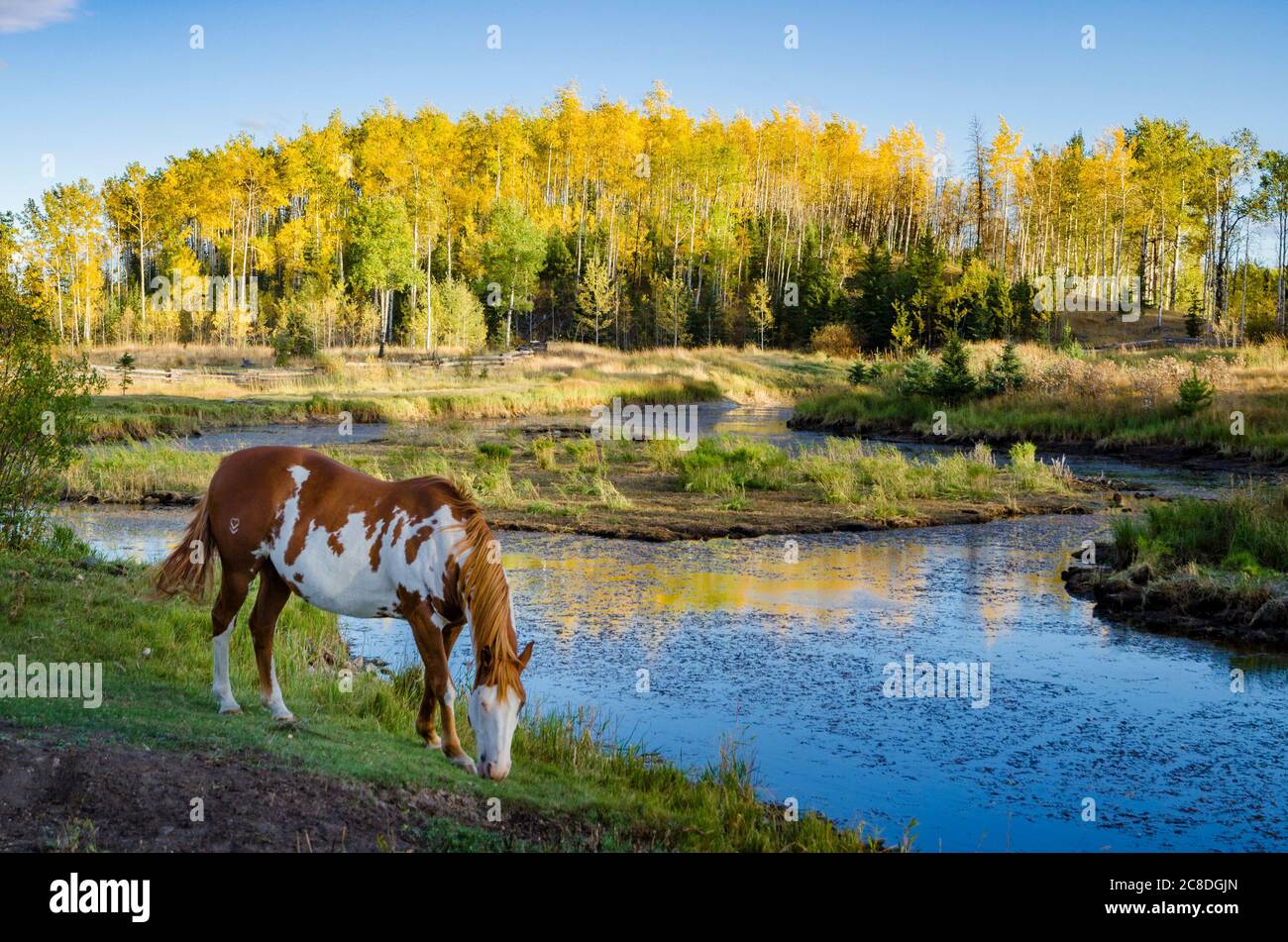 Cheval et étang, 83 Mile House, région de Cariboo, Colombie-Britannique, Canada Banque D'Images