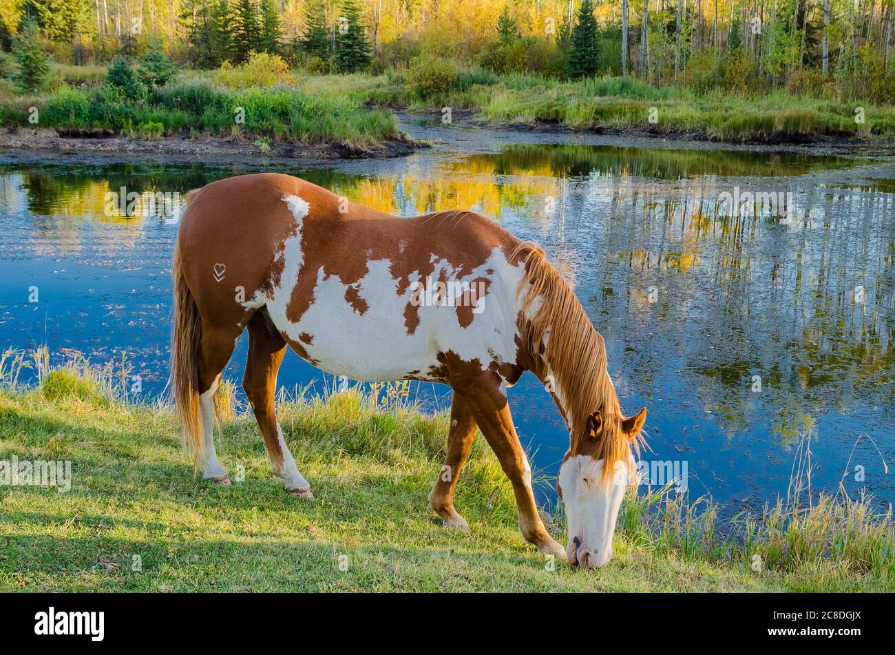 Cheval et étang, 83 Mile House, région de Cariboo, Colombie-Britannique, Canada Banque D'Images