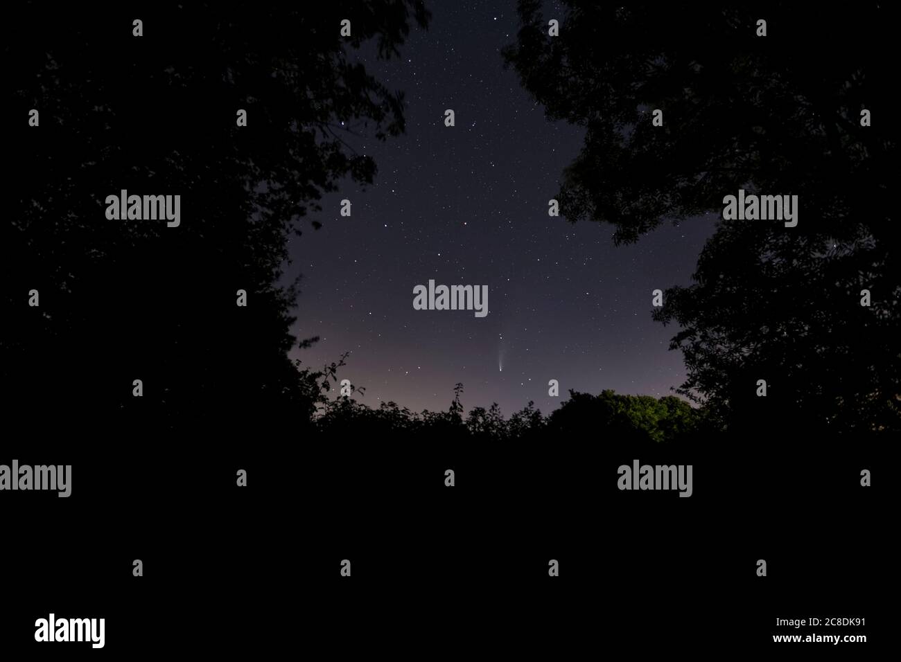 Comet neowise apertured à travers les branches d'arbres Wiltshire Banque D'Images