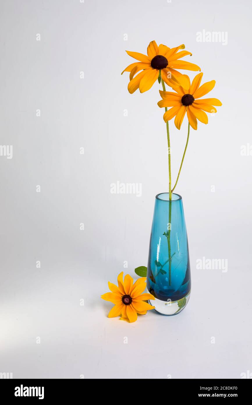 Deux Susans à yeux noirs dans un vase en verre bleu avec une troisième fleur sur la table sur fond blanc. Banque D'Images