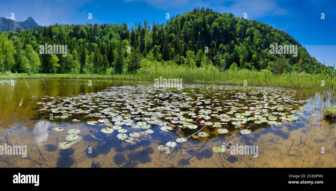 Allemagne, Bavière, Fussen, nénuphars qui poussent sur le bord du lac dans le parc Schwansee Banque D'Images