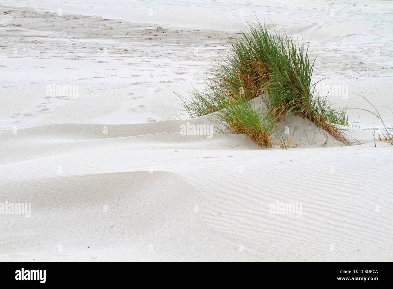 herbe de maram sur une plage de sable Banque D'Images