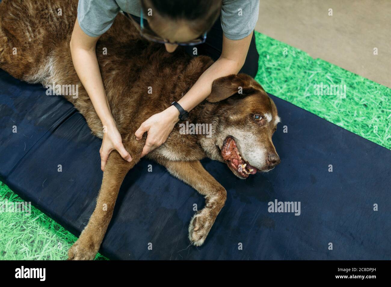 Kinésithérapeute femme massant le membre du Labrador Retriever sur de la mousse Banque D'Images