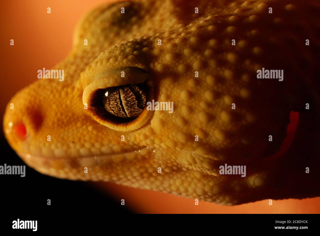 Gros plan de la tête et de l'œil du gecko léopard Banque D'Images