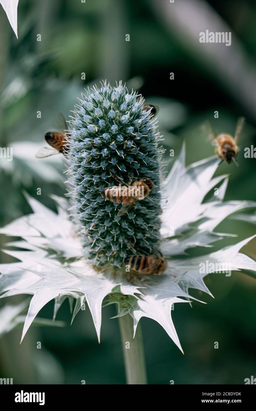 Abeilles volant autour de Miss Willmotts plante fantôme (Eryngium giganteum) Banque D'Images