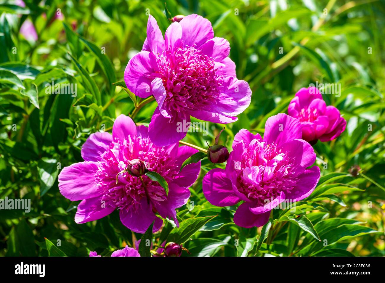 Jardin de pivoines rose Banque D'Images