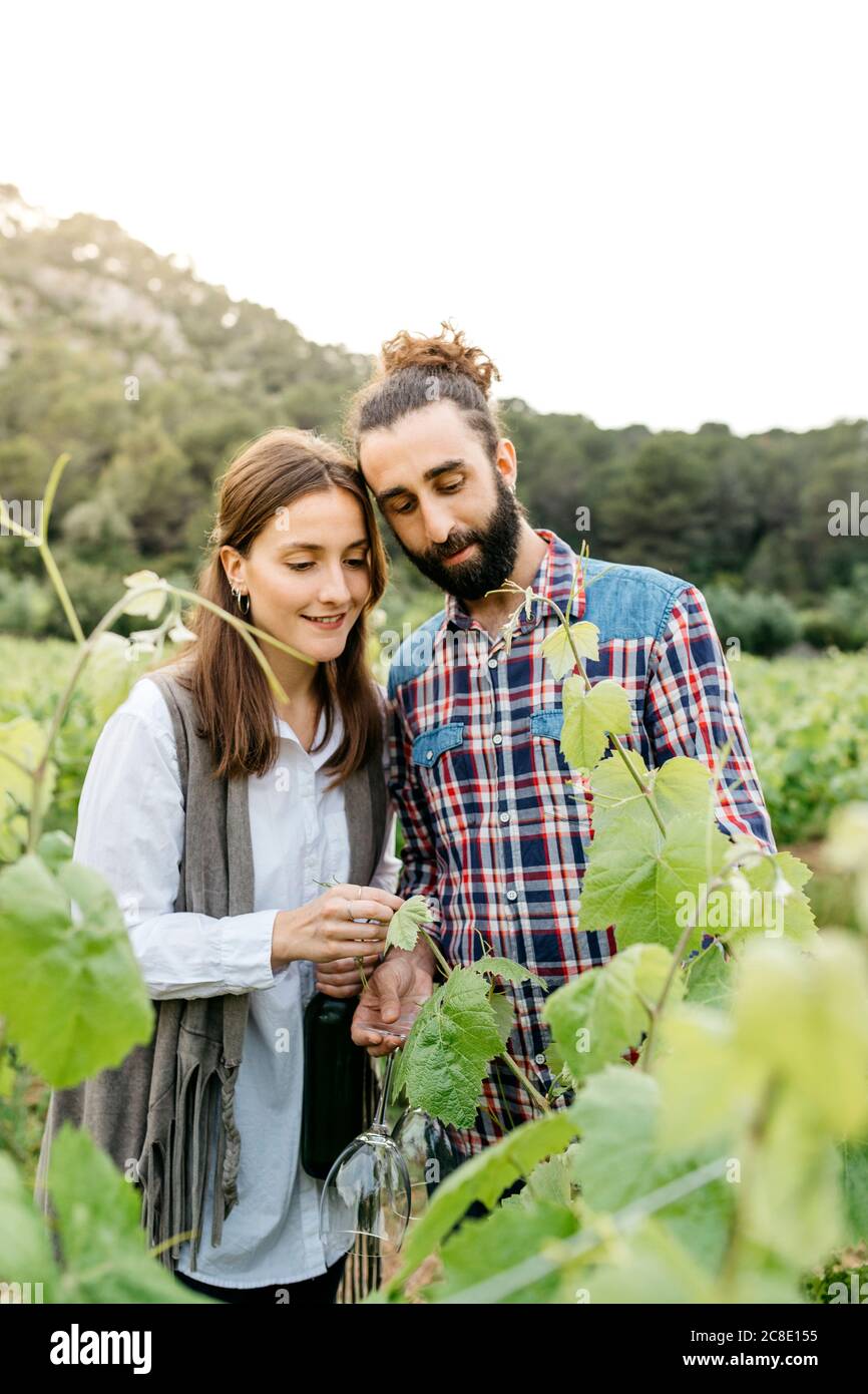 Couple examinant les vignes du vignoble contre ciel clair Banque D'Images