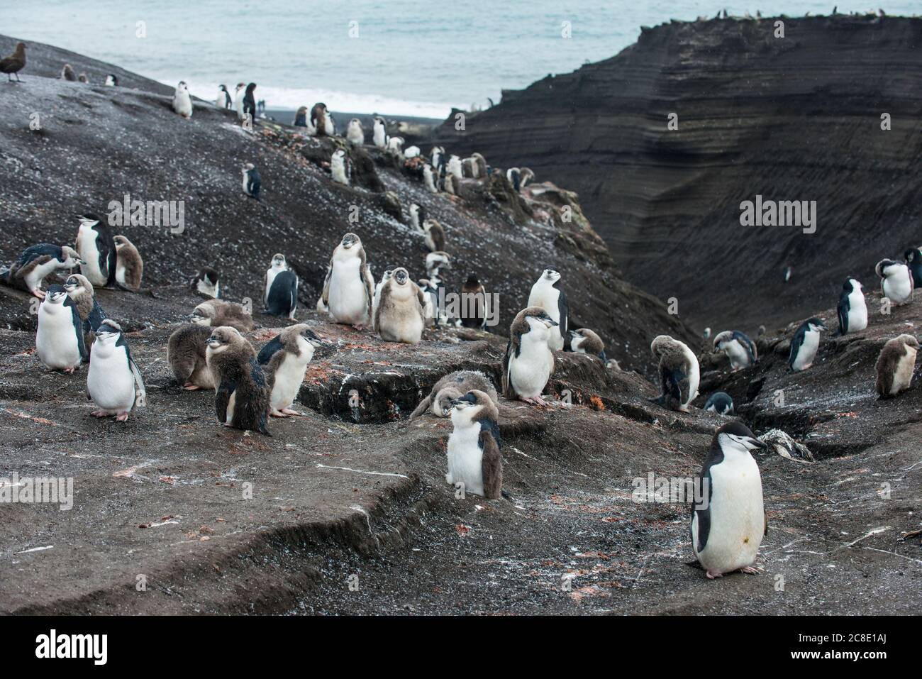 Royaume-Uni, Géorgie du Sud et îles Sandwich du Sud, colonie de pingouins de Chinstrap (Pygoscelis antarcticus) sur l'île de Saunders Banque D'Images