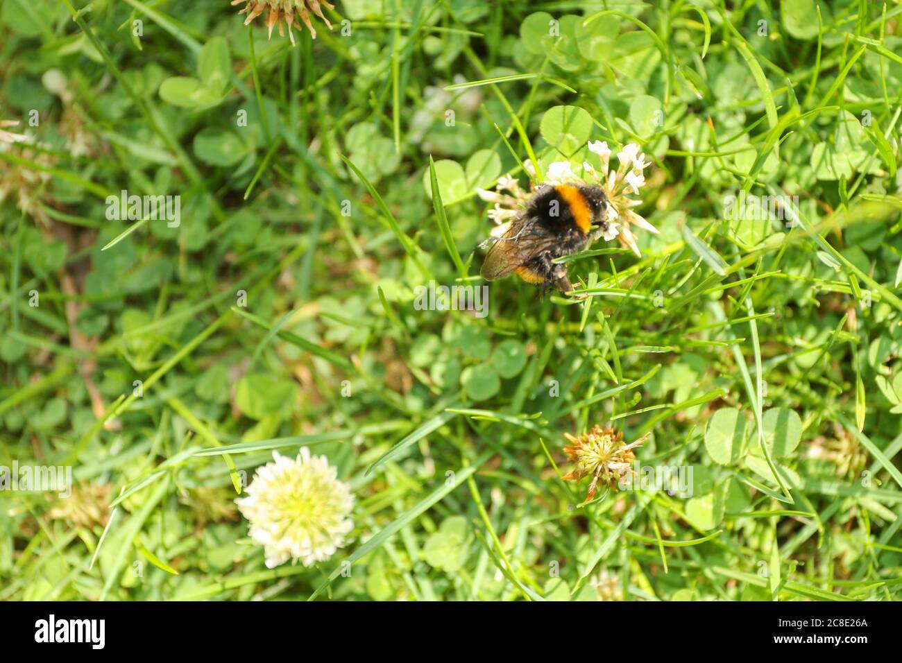 Les abeilles criblées d'acariens se fourragent parmi les trèfle comme il ne peut pas vol plus long Banque D'Images