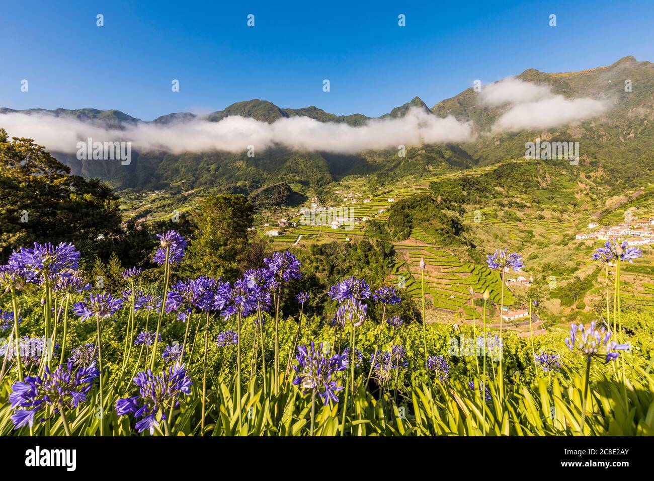 Portugal, Sao Vicente, Agapanthus fleurs fleurir dans la vallée verte d'été avec des champs en terrasse en arrière-plan Banque D'Images