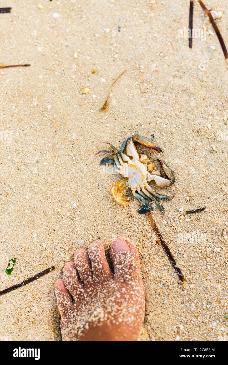 Philippines, Siargao, général Luna, pied sur le sable et crabe mort Banque D'Images