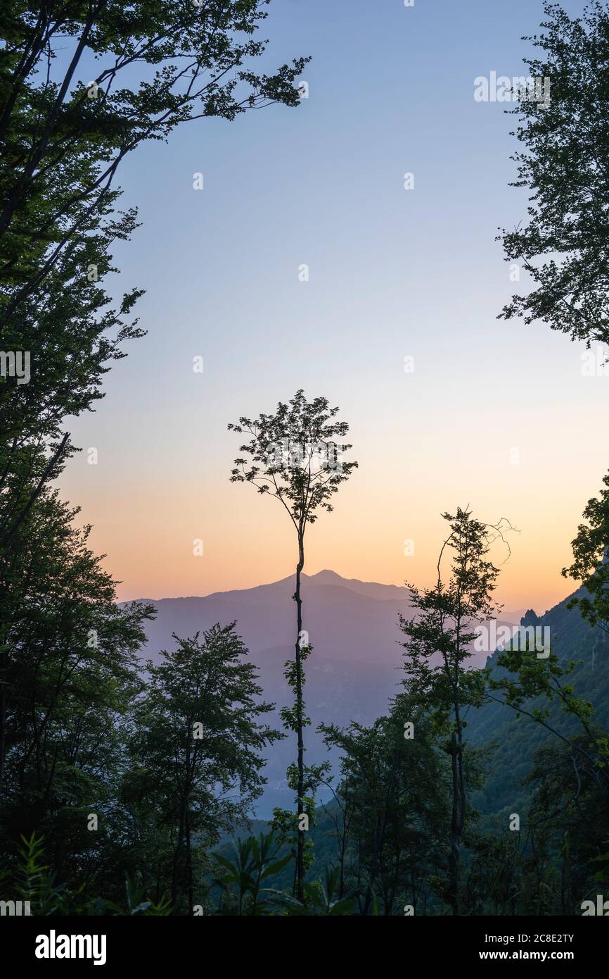 Arbres poussant sur la montagne contre ciel clair au coucher du soleil, Alpes européennes, Lecco, Italie Banque D'Images