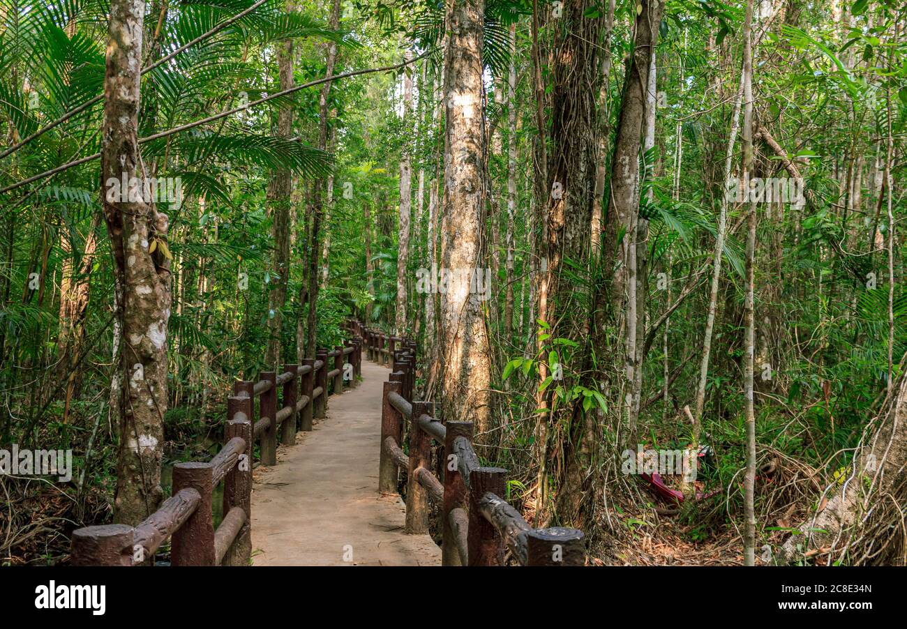 Sentier de randonnée Emerald pool, arbres de forêt tropicale verte Banque D'Images