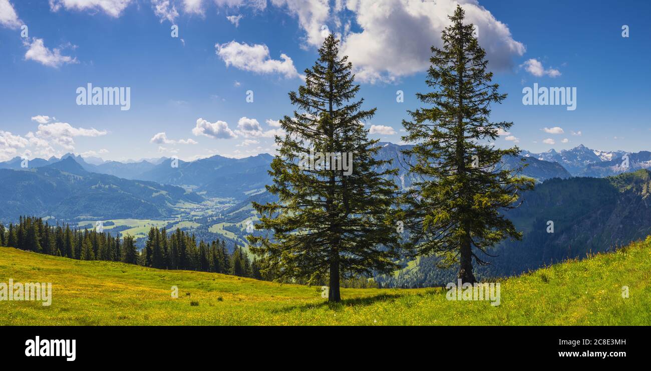 Allemagne, Bavière, Oberallgau, Wertacher Hornle, pins de montagne (Pinus mugo) dans le paysage des Alpes d'Allgau Banque D'Images