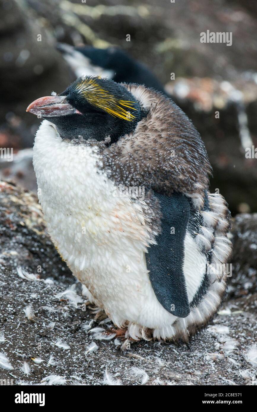 Royaume-Uni, Géorgie du Sud et îles Sandwich du Sud, Portrait du manchot de la rockhopper du Sud (Eudiptes Chrysocome) Banque D'Images