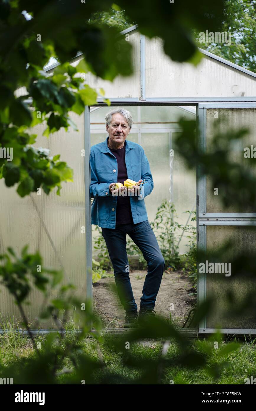 Portrait d'un homme âgé tenant des citrons organiques à un serre Banque D'Images