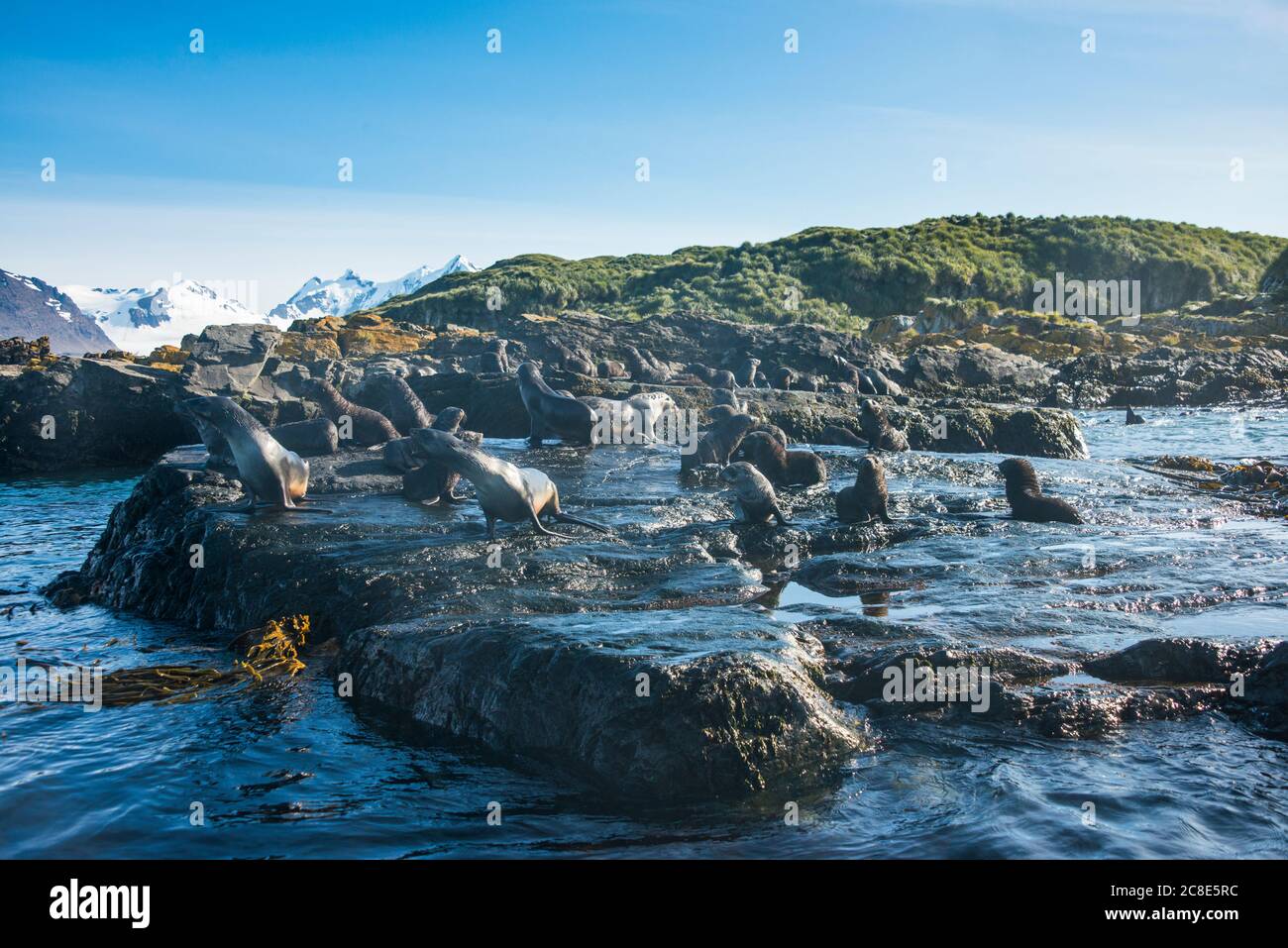 Royaume-Uni, Géorgie du Sud et îles Sandwich du Sud, colonie de phoques sur l'île Prion Banque D'Images