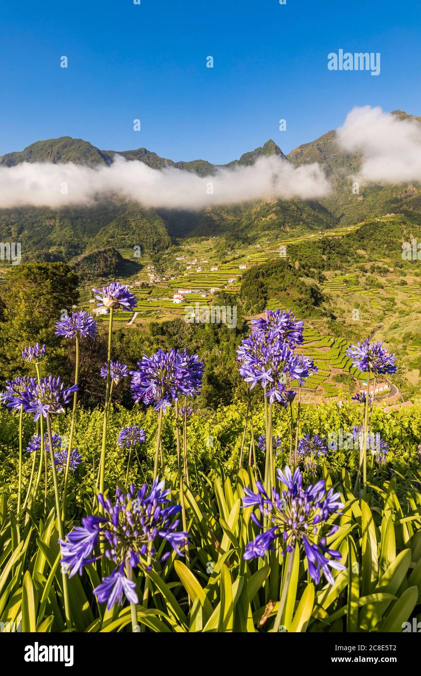 Portugal, Sao Vicente, Agapanthus fleurs fleurir dans la vallée verte d'été avec des champs en terrasse en arrière-plan Banque D'Images