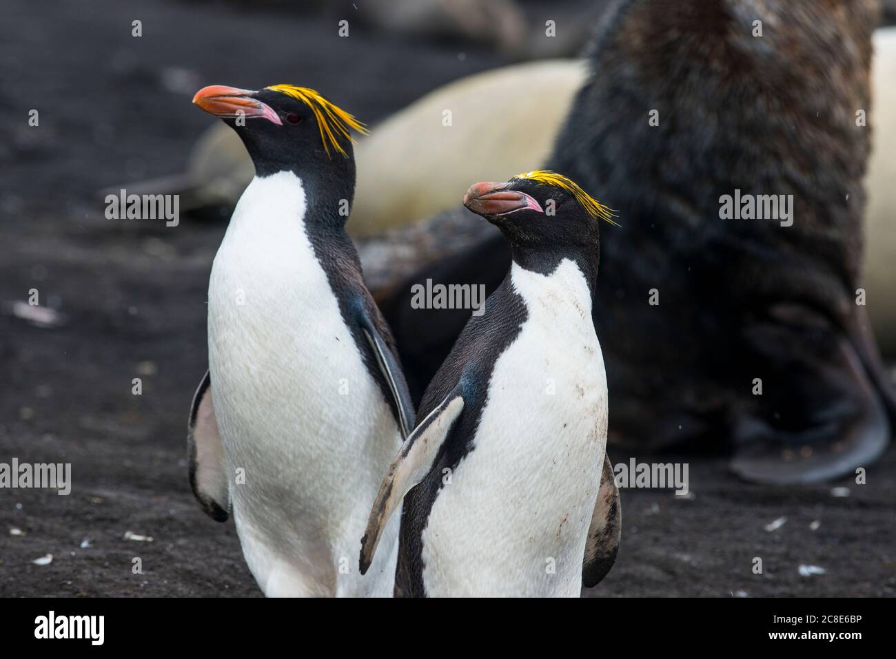 Royaume-Uni, Géorgie du Sud et îles Sandwich du Sud, Portrait de deux pingouins de la rockhopper du Sud (Eudiptes Chrysocome) Banque D'Images