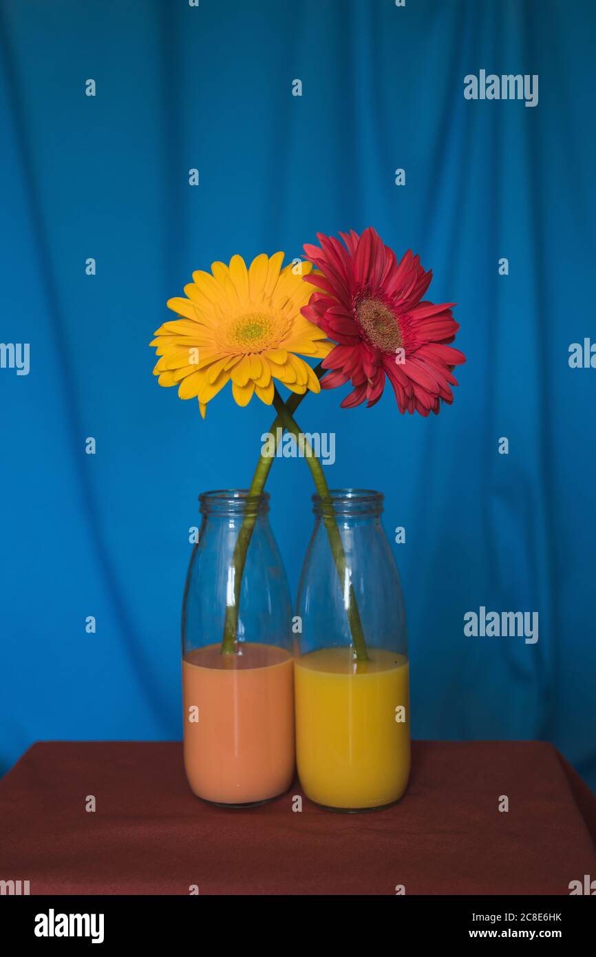 Photo studio de deux fleurs en fleurs entrelacés dans des bouteilles en verre rempli d'eau colorée Banque D'Images