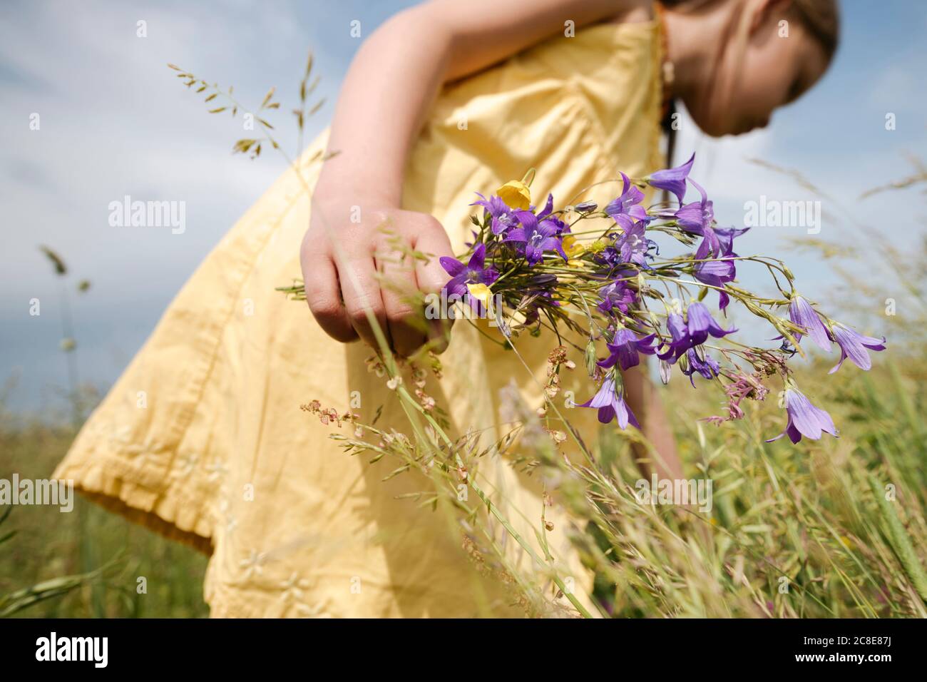 Main de fille tenant des fleurs coupées sur un pré Banque D'Images