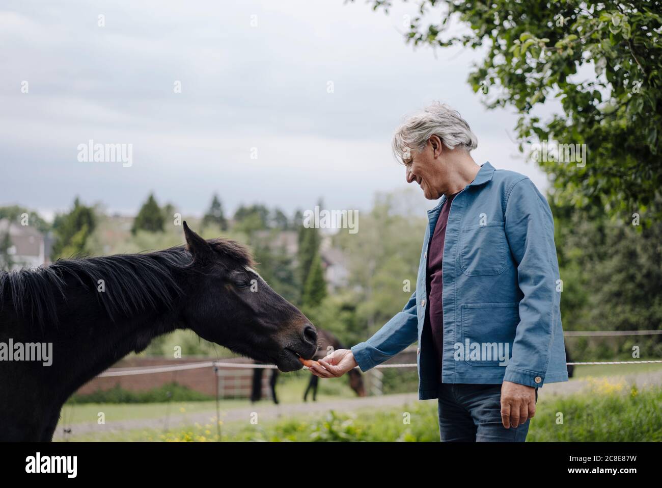 Homme âgé nourrissant un cheval dans une ferme Banque D'Images