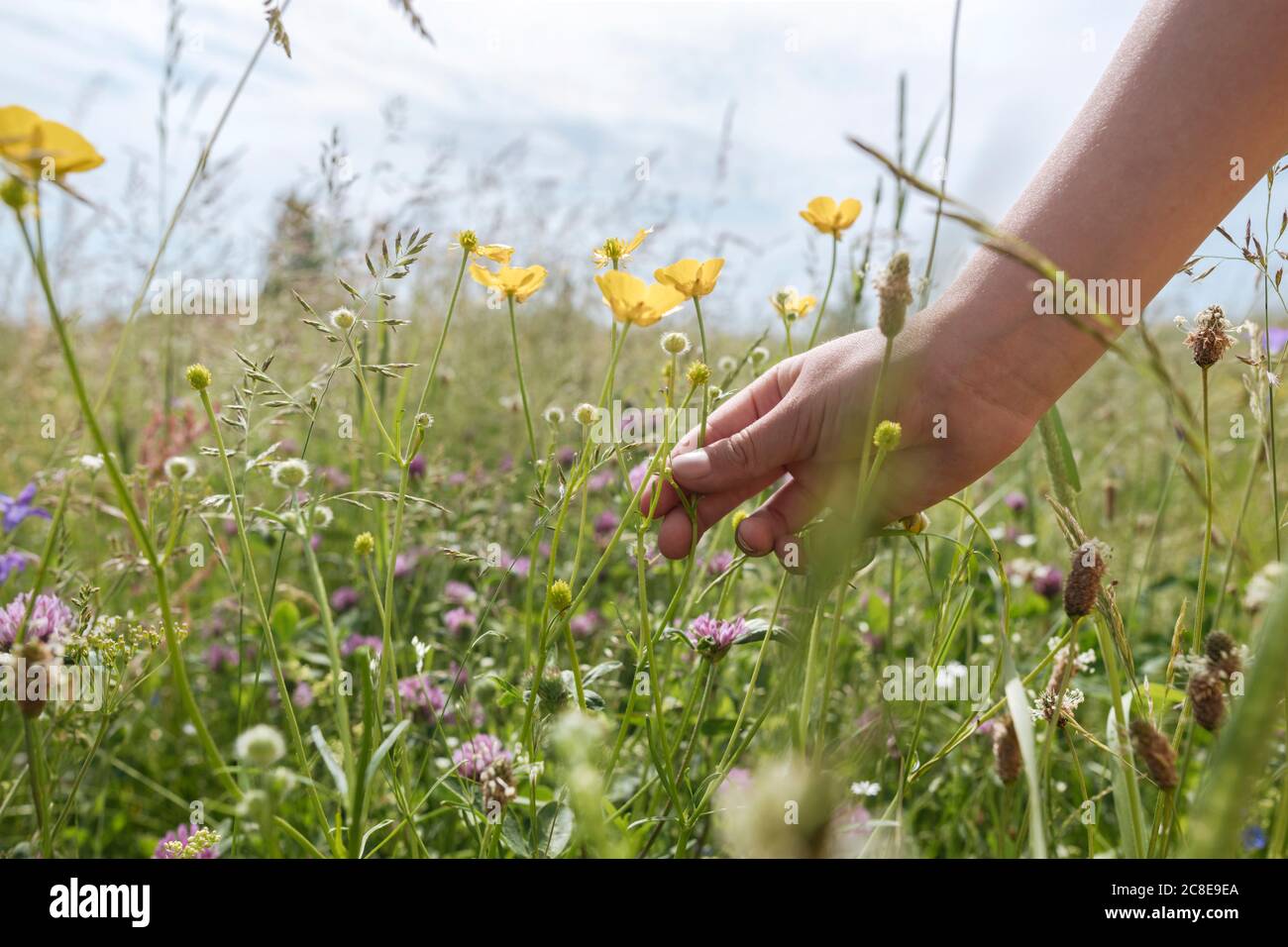 La main de fille cueillant des fleurs de coupe de beurre d'un pré Banque D'Images