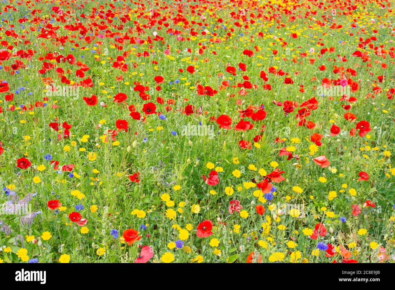 Fleurs sauvages dans les prairies, Whitburn, Tyne & Wear, Angleterre, Royaume-Uni Banque D'Images