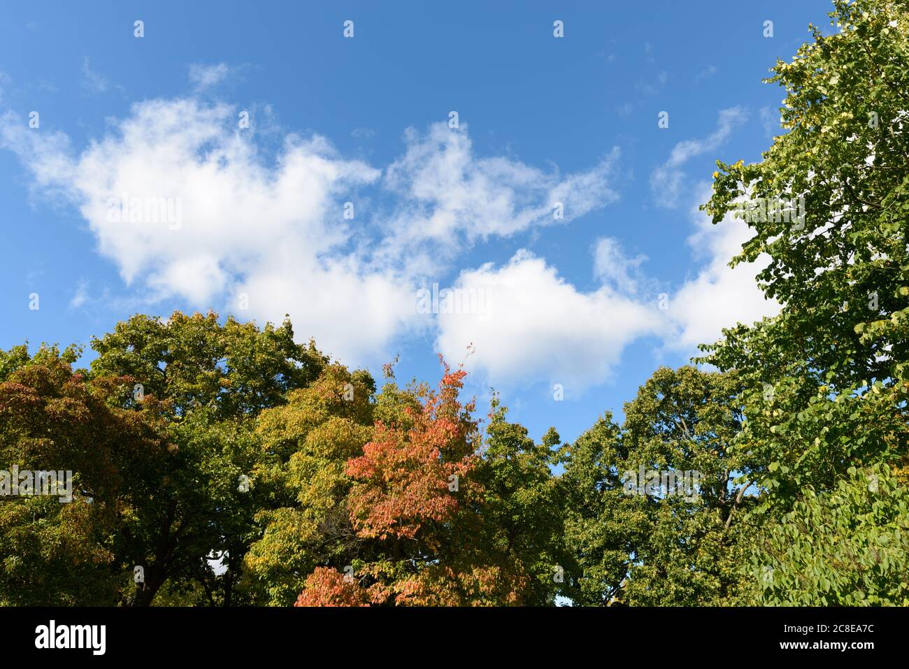 Vue paisible de grands arbres sains contre des nuages clairs et moelleux dans un ciel bleu clair Banque D'Images