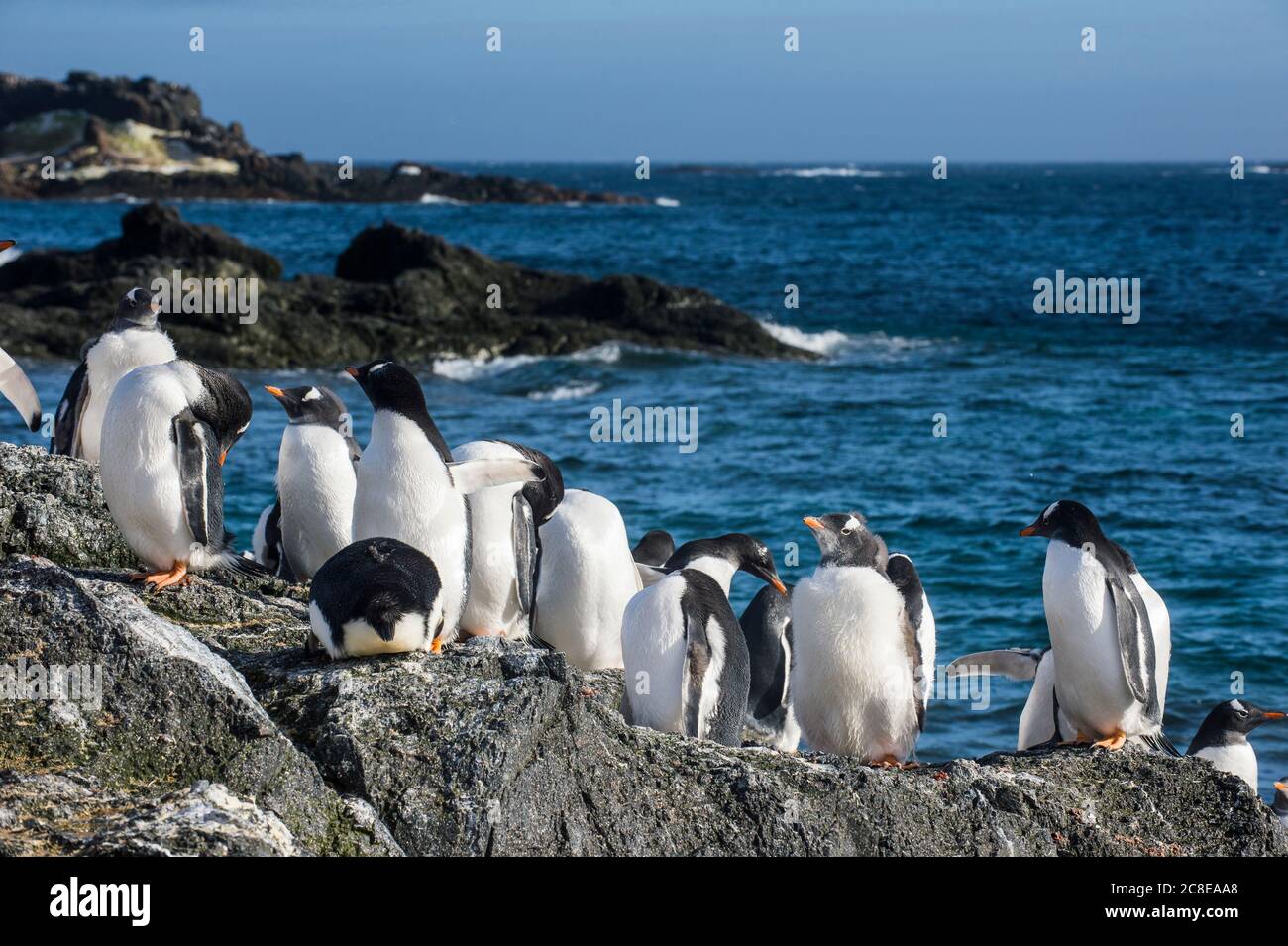 Colonie de pingouins de Gentoo (Pygoscelis papouasie) sur l'île de Gourdin Banque D'Images