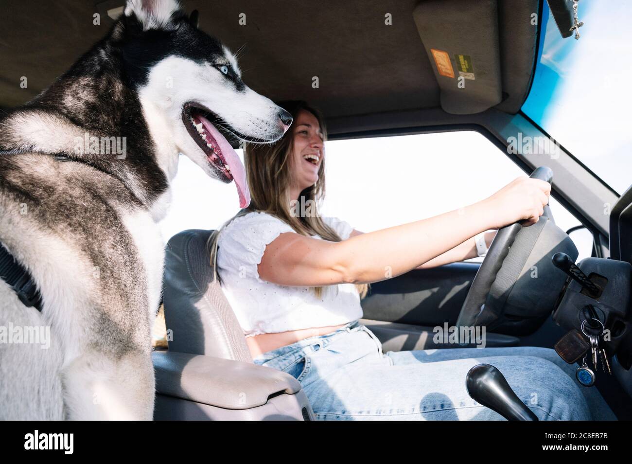 Une femme joyeuse qui apprécie la conduite par husky lors d'un voyage en voiture Banque D'Images